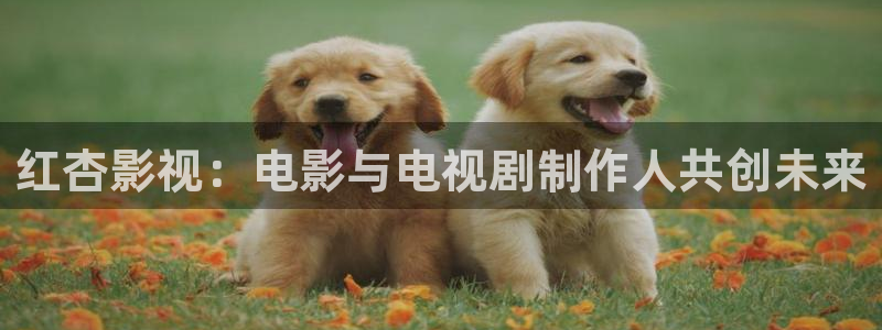 国产精品51视频